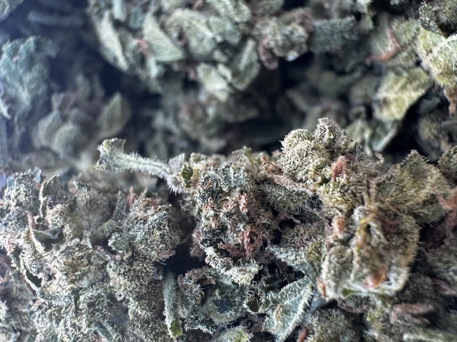 L.A Sunshine — Flower, Divine Toke Detroit, thumbnail 3